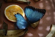 Blauwe Vlinder van Willemijn van Donkelaar thumbnail