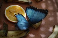 Blauwe Vlinder