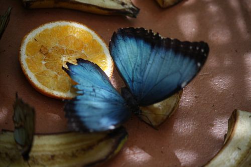 Blauwe Vlinder by Willemijn van Donkelaar