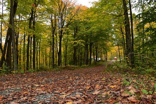 Een pad in het bos in de herfst