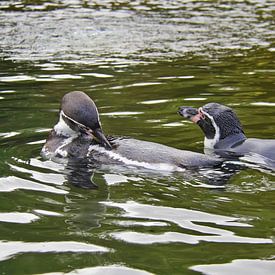 Pingouins sur Jose Lok