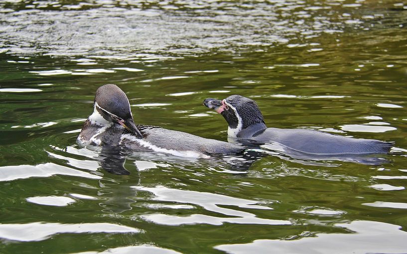 Penguins by Jose Lok