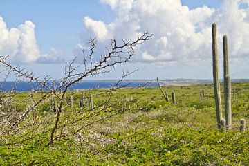 Cactussen in Hato op Curacao van rene marcel originals