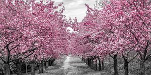Cherry Blossom Alley
