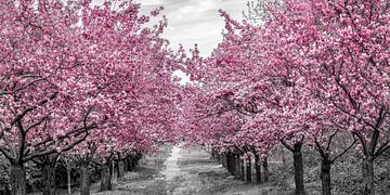 Cherry Blossom Avenue van Melanie Viola