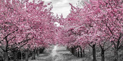 Cherry Blossom Avenue