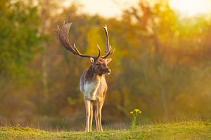 Hirsch bei Sonnenuntergang