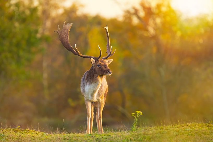 Deer at sunset by Sander Meertins