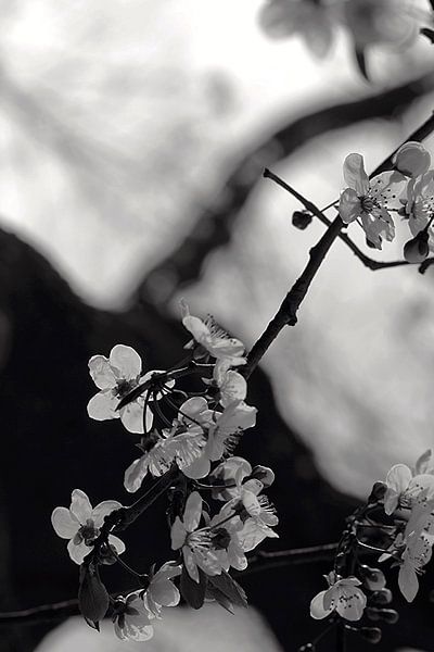 Le printemps au Vondelpark par Marianna Pobedimova