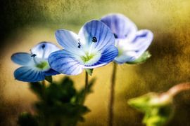 Field Speedwell by Nicc Koch