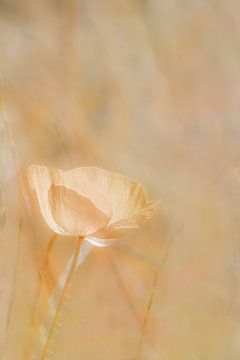 Mohn-Lachsrosa weich von Ingrid Van Damme fotografie