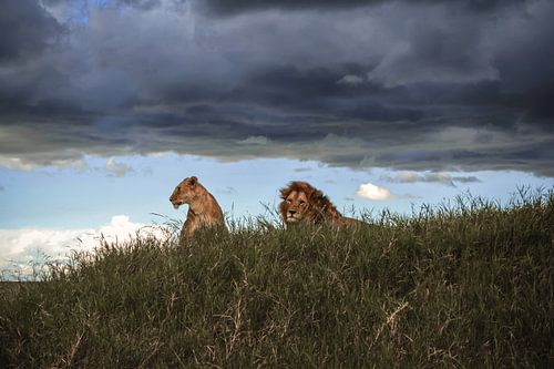 Observateurs du Serengeti
