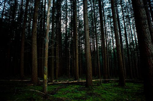 Het Leesten Ugchelen (Pays-Bas)