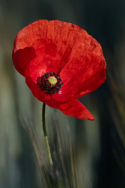 Roter Klatschmohn im Sommer von Ulrike Leone