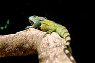 Green Iguana Bonaire Caribbean by Guy Florack thumbnail
