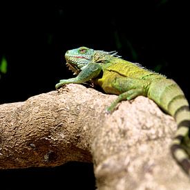 Green Iguana Bonaire Caribbean