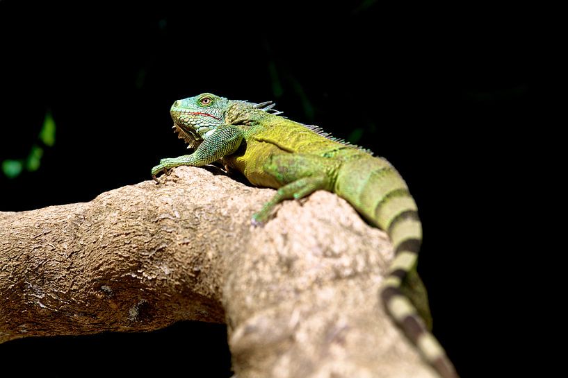 Green Iguana Bonaire Caribbean by Guy Florack