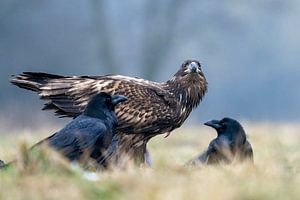 Weißkopfseeadler und Rabe