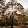 Baum im Gegenlicht mit viel Laub im Herbst bei Bad Neustadt von Martin Flechsig