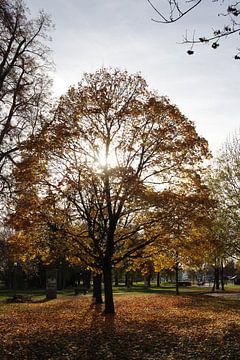Baum im Gegenlicht mit viel Laub im Herbst bei Bad Neustadt von Martin Flechsig