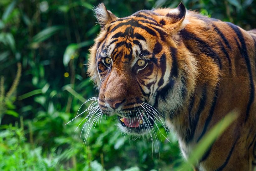 Close-up van een  Sumatraanse tijger in de jungle van Chihong