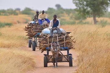 horse and cart with Kaphout in senegal by Hans Hut