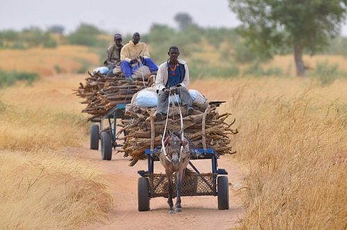 paard en wagen met Kaphout in senegal