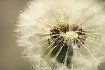 Paardebloem close-up