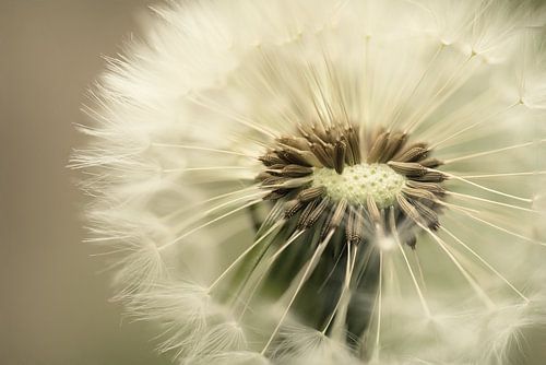 Dandelion close-up