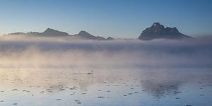 Schwanenlied im Nebellicht