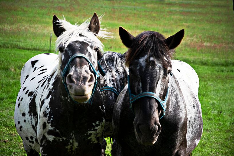 Three horses, three friends by RK