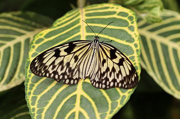 White tree nymph by Matthias Brix