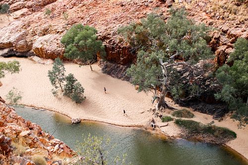 Eucalyptus-bomen in Ormiston Gorge, Australië