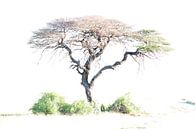 Boom in Etosha by Joanne de Graaff thumbnail