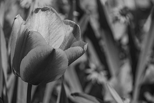 Floral : Fleur monochrome