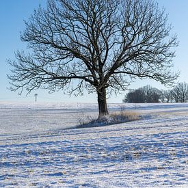 Winterlandschap met een eenzame verticale boom van Animaflora PicsStock