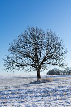 Winterlandschap met een eenzame verticale boom van Animaflora PicsStock