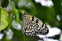 Papillon (papillon de nuit)