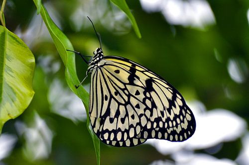 Vlinder (papiervlinder)