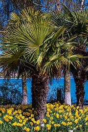 Fächerpalme im Frühling