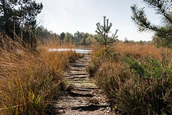 wandelpad in natuurgebied gilderhauser venn