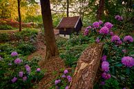 Fairytale landscape with rhododendrons and cottage by Jenco van Zalk thumbnail