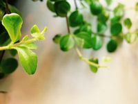 Groen