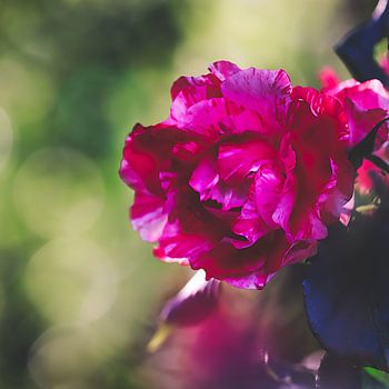 rose en fleurs en été
