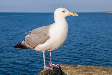 Zeemeeuw op de pier van Prerow (Darß/Baltische Zee)