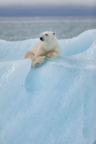 Entspannter Eisbär von Joan Gil Raga