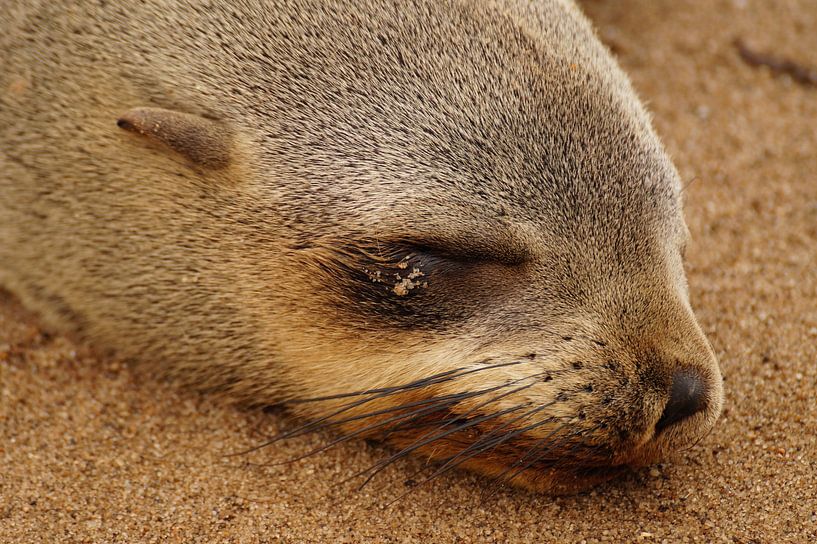 Zand in de ogen van een zeehond by Erna Haarsma-Hoogterp