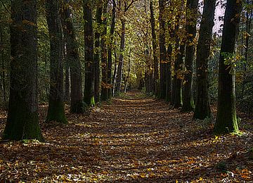 Herfst in het bos