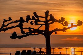 BODENSEE : SONNENUNTERGANG IN FRIEDRICHSHAFEN von Photoart-Naegele
