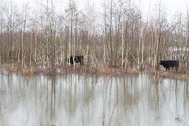 Galloway-Rinder von Kitty Stevens